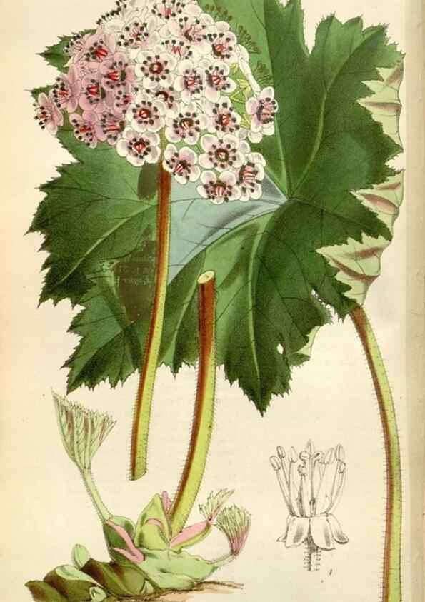 Reproducción/Reproduction 35145674651: Curtis's botanical magazine.. London ; New York [etc.] :Academic Press [etc.]