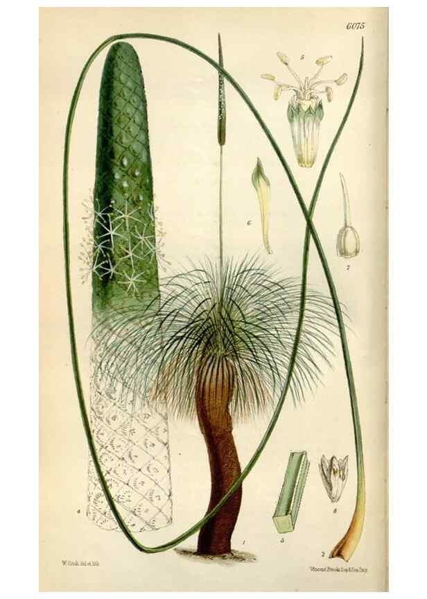 Reproducción/Reproduction 35145678451: Curtis's botanical magazine.. London ; New York [etc.] :Academic Press [etc.]