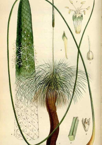 Reproducción/Reproduction 35145678451: Curtis's botanical magazine.. London ; New York [etc.] :Academic Press [etc.]