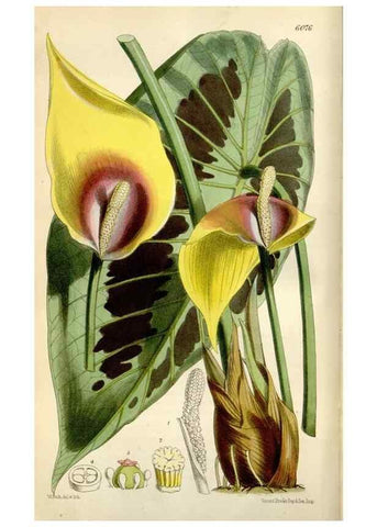 Reproducción/Reproduction 35145682081: Curtis's botanical magazine.. London ; New York [etc.] :Academic Press [etc.]