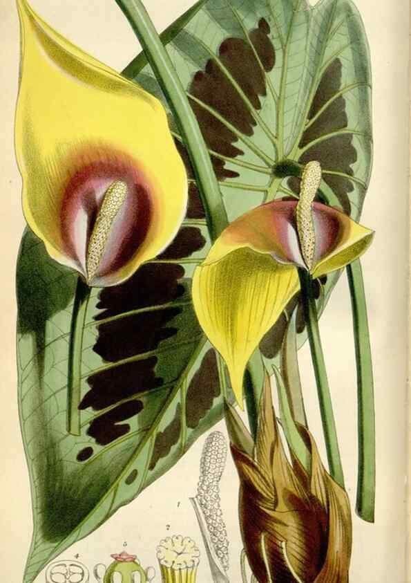 Reproducción/Reproduction 35145682081: Curtis's botanical magazine.. London ; New York [etc.] :Academic Press [etc.]