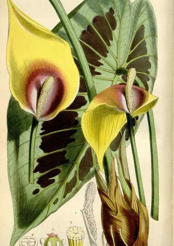 Reproducción/Reproduction 35145682081: Curtis's botanical magazine.. London ; New York [etc.] :Academic Press [etc.]