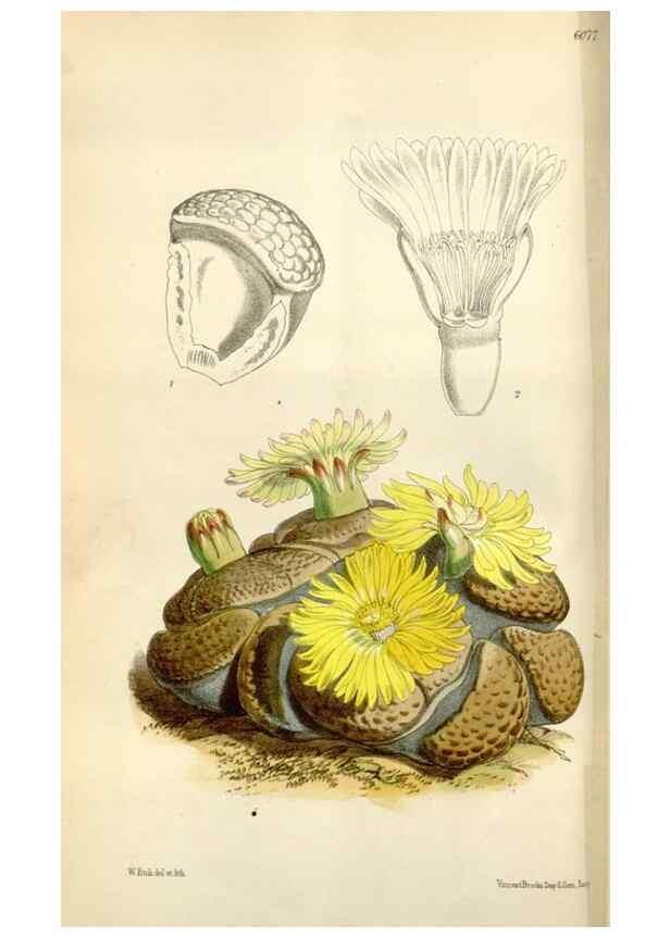 Reproducción/Reproduction 35145686561: Curtis's botanical magazine.. London ; New York [etc.] :Academic Press [etc.]
