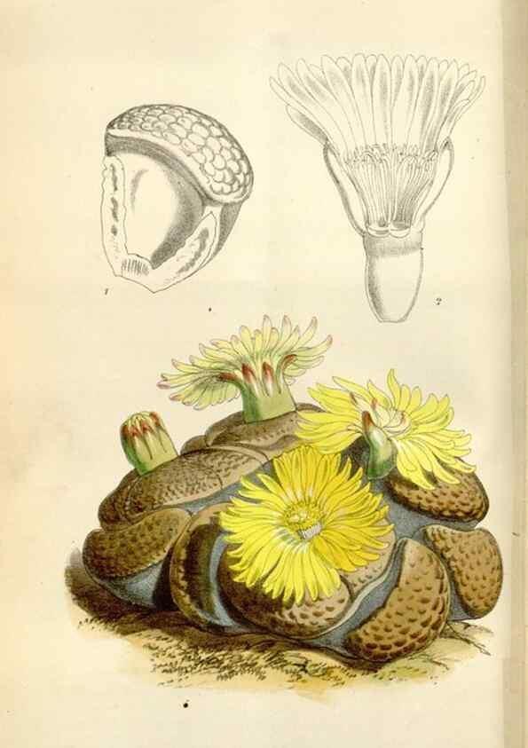 Reproducción/Reproduction 35145686561: Curtis's botanical magazine.. London ; New York [etc.] :Academic Press [etc.]
