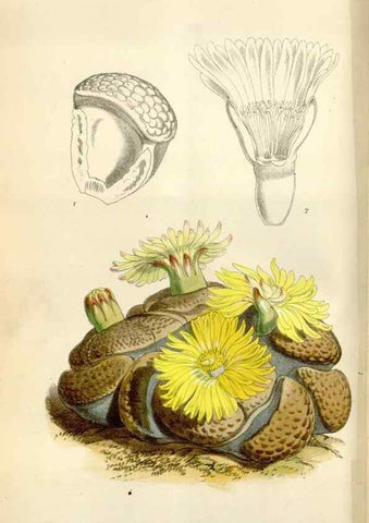 Reproducción/Reproduction 35145686561: Curtis's botanical magazine.. London ; New York [etc.] :Academic Press [etc.]
