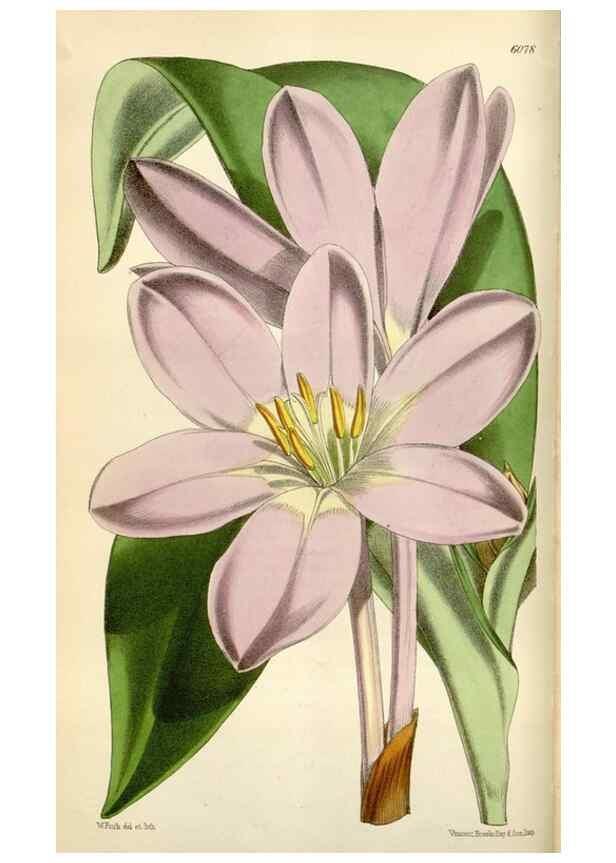 Reproducción/Reproduction 35145689221: Curtis's botanical magazine.. London ; New York [etc.] :Academic Press [etc.]
