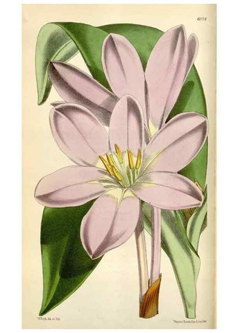 Reproducción/Reproduction 35145689221: Curtis's botanical magazine.. London ; New York [etc.] :Academic Press [etc.]