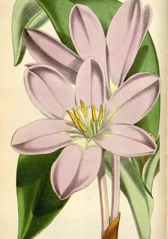 Reproducción/Reproduction 35145689221: Curtis's botanical magazine.. London ; New York [etc.] :Academic Press [etc.]