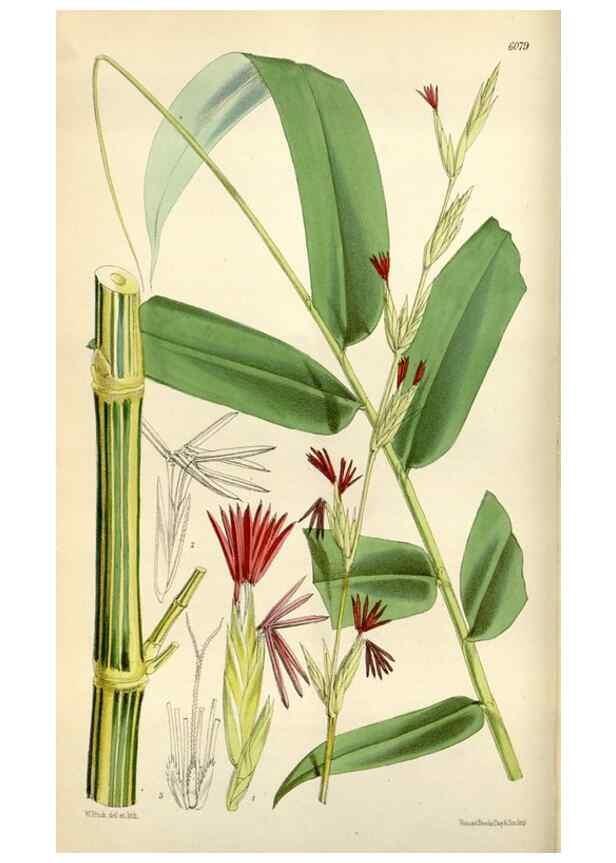 Reproducción/Reproduction 35145691391: Curtis's botanical magazine.. London ; New York [etc.] :Academic Press [etc.]