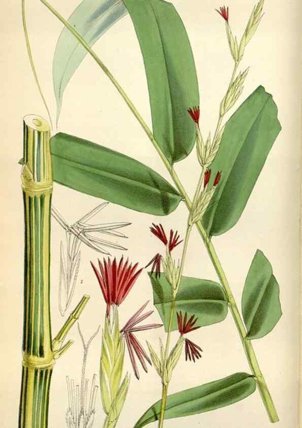 Reproducción/Reproduction 35145691391: Curtis's botanical magazine.. London ; New York [etc.] :Academic Press [etc.]