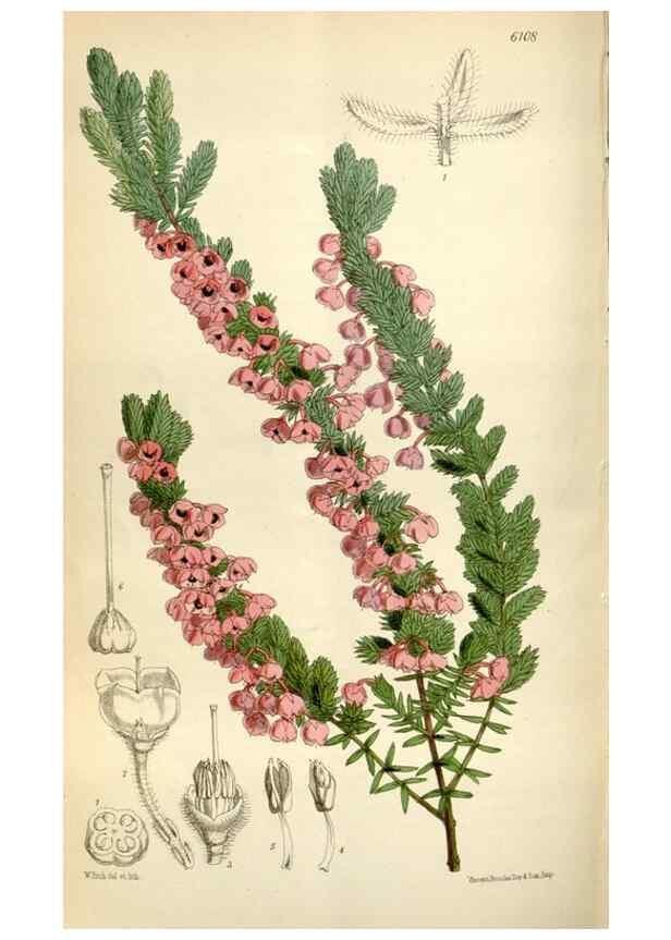 Reproducción/Reproduction 35235382086: Curtis's botanical magazine.. London ; New York [etc.] :Academic Press [etc.]