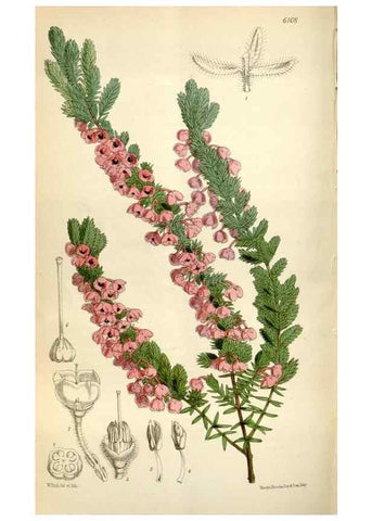 Reproducción/Reproduction 35235382086: Curtis's botanical magazine.. London ; New York [etc.] :Academic Press [etc.]