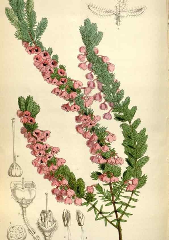 Reproducción/Reproduction 35235382086: Curtis's botanical magazine.. London ; New York [etc.] :Academic Press [etc.]