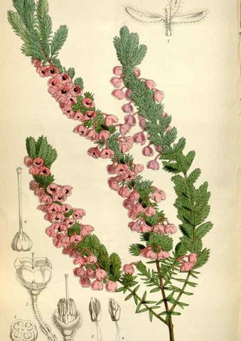 Reproducción/Reproduction 35235382086: Curtis's botanical magazine.. London ; New York [etc.] :Academic Press [etc.]