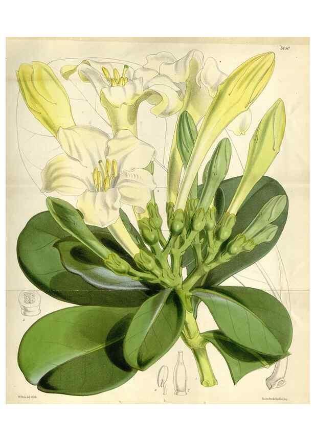 Reproducción/Reproduction 35109254872: Curtis's botanical magazine.. London ; New York [etc.] :Academic Press [etc.]