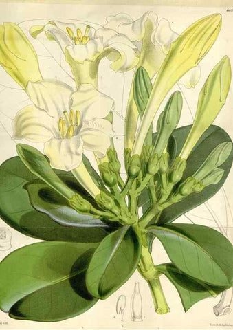 Reproducción/Reproduction 35109254872: Curtis's botanical magazine.. London ; New York [etc.] :Academic Press [etc.]