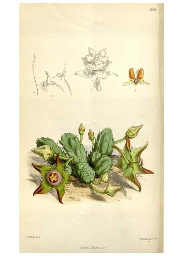 Reproducción/Reproduction 35109259122: Curtis's botanical magazine.. London ; New York [etc.] :Academic Press [etc.]