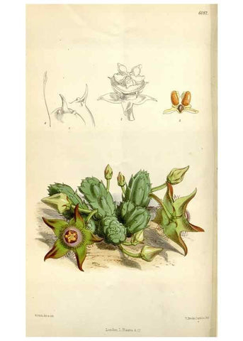 Reproducción/Reproduction 35109259122: Curtis's botanical magazine.. London ; New York [etc.] :Academic Press [etc.]