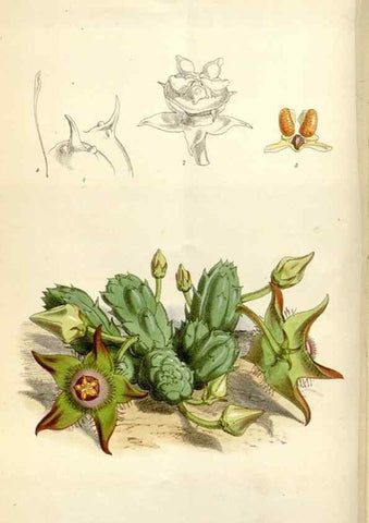 Reproducción/Reproduction 35109259122: Curtis's botanical magazine.. London ; New York [etc.] :Academic Press [etc.]