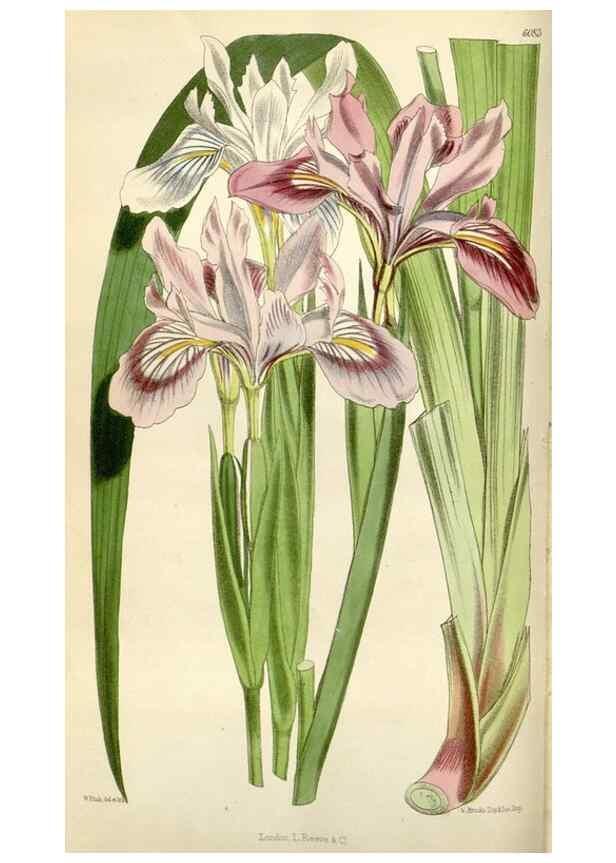 Reproducción/Reproduction 35109261152: Curtis's botanical magazine.. London ; New York [etc.] :Academic Press [etc.]