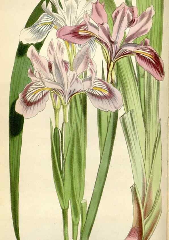 Reproducción/Reproduction 35109261152: Curtis's botanical magazine.. London ; New York [etc.] :Academic Press [etc.]