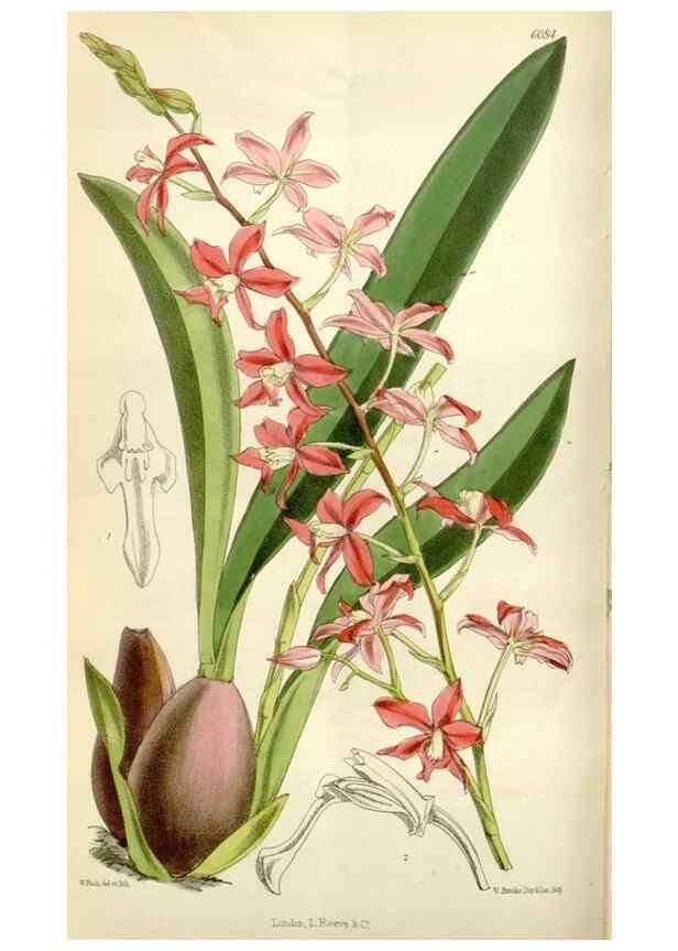 Reproducción/Reproduction 35109263282: Curtis's botanical magazine.. London ; New York [etc.] :Academic Press [etc.]