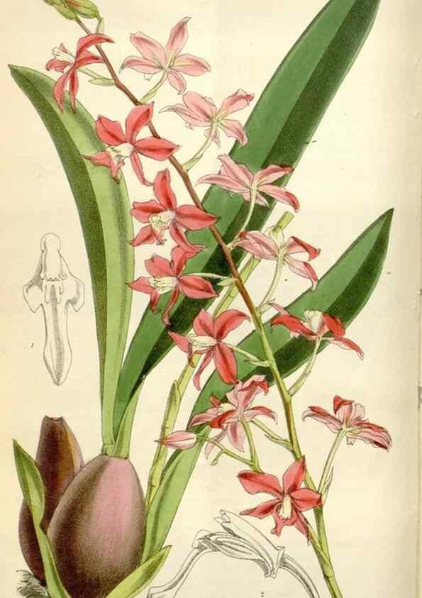 Reproducción/Reproduction 35109263282: Curtis's botanical magazine.. London ; New York [etc.] :Academic Press [etc.]