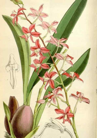 Reproducción/Reproduction 35109263282: Curtis's botanical magazine.. London ; New York [etc.] :Academic Press [etc.]
