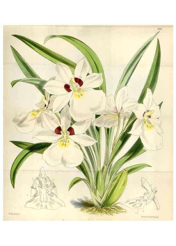 Reproducción/Reproduction 34432115024: Curtis's botanical magazine.. London ; New York [etc.] :Academic Press [etc.]