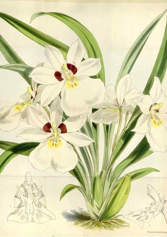 Reproducción/Reproduction 34432115024: Curtis's botanical magazine.. London ; New York [etc.] :Academic Press [etc.]