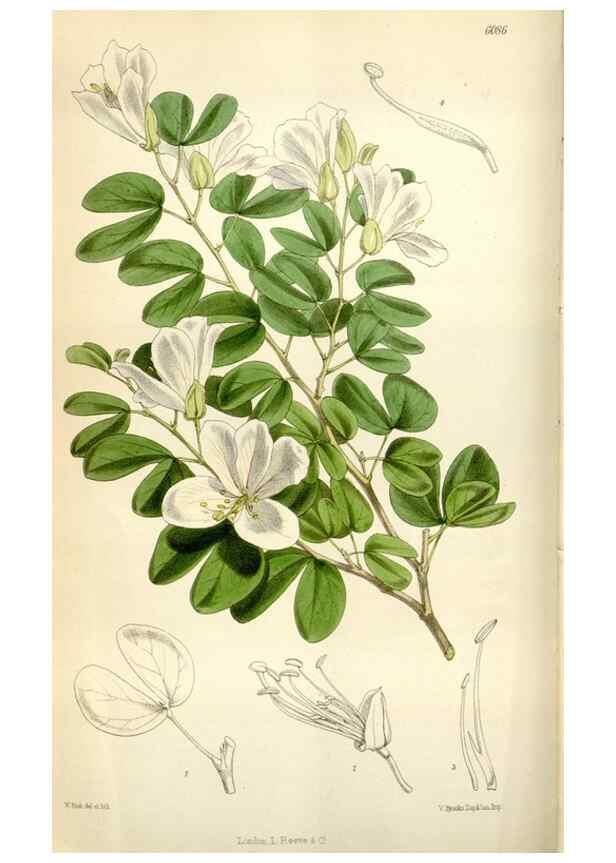 Reproducción/Reproduction 35109267132: Curtis's botanical magazine.. London ; New York [etc.] :Academic Press [etc.]