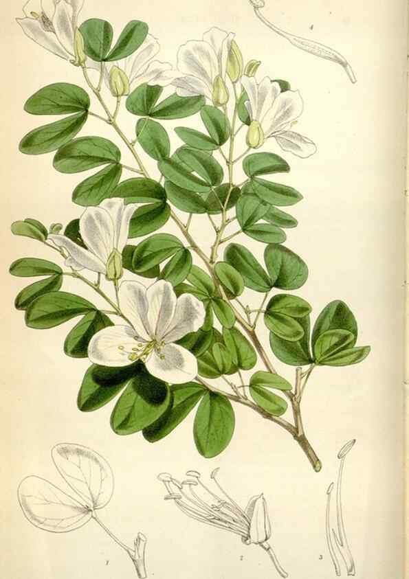 Reproducción/Reproduction 35109267132: Curtis's botanical magazine.. London ; New York [etc.] :Academic Press [etc.]