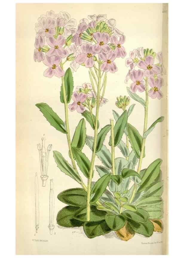 Reproducción/Reproduction 35109269222: Curtis's botanical magazine.. London ; New York [etc.] :Academic Press [etc.]