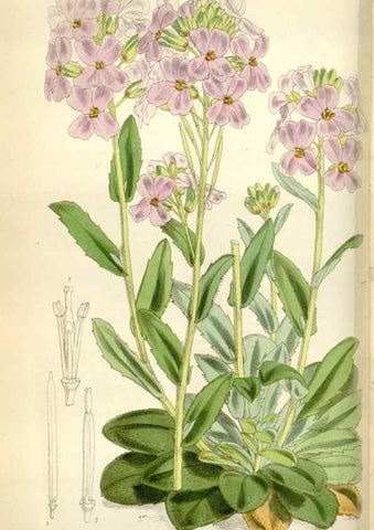 Reproducción/Reproduction 35109269222: Curtis's botanical magazine.. London ; New York [etc.] :Academic Press [etc.]
