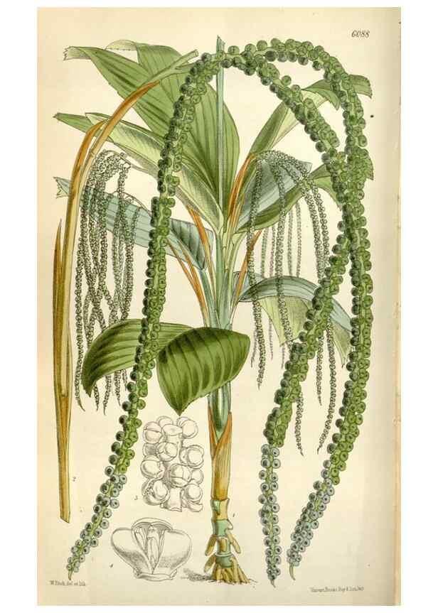 Reproducción/Reproduction 35109271532: Curtis's botanical magazine.. London ; New York [etc.] :Academic Press [etc.]