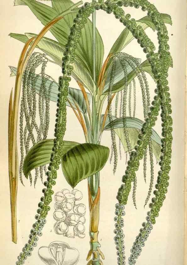 Reproducción/Reproduction 35109271532: Curtis's botanical magazine.. London ; New York [etc.] :Academic Press [etc.]