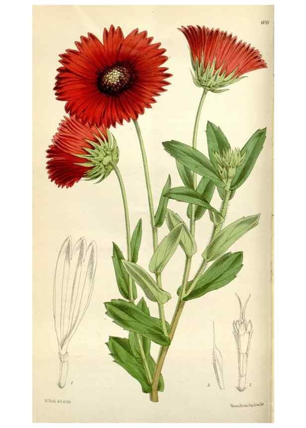 Reproducción/Reproduction 35109256902: Curtis's botanical magazine.. London ; New York [etc.] :Academic Press [etc.]
