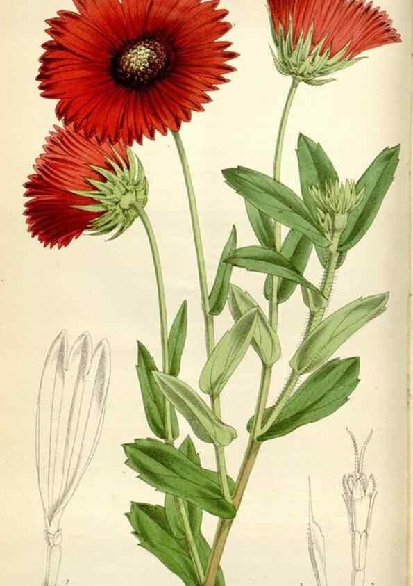 Reproducción/Reproduction 35109256902: Curtis's botanical magazine.. London ; New York [etc.] :Academic Press [etc.]