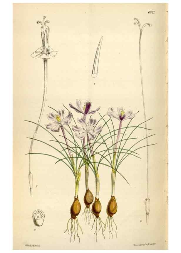 Reproducción/Reproduction 34888451450: Curtis's botanical magazine.. London ; New York [etc.] :Academic Press [etc.]