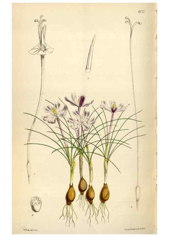 Reproducción/Reproduction 34888451450: Curtis's botanical magazine.. London ; New York [etc.] :Academic Press [etc.]