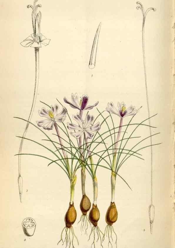 Reproducción/Reproduction 34888451450: Curtis's botanical magazine.. London ; New York [etc.] :Academic Press [etc.]