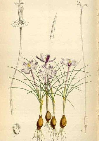 Reproducción/Reproduction 34888451450: Curtis's botanical magazine.. London ; New York [etc.] :Academic Press [etc.]
