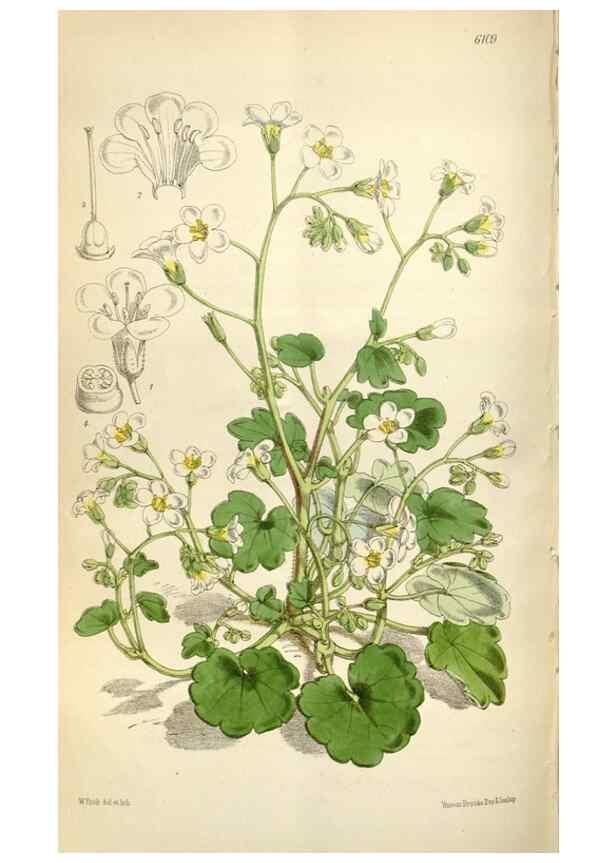 Reproducción/Reproduction 35235383466: Curtis's botanical magazine.. London ; New York [etc.] :Academic Press [etc.]