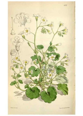 Reproducción/Reproduction 35235383466: Curtis's botanical magazine.. London ; New York [etc.] :Academic Press [etc.]