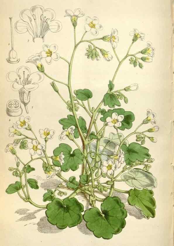 Reproducción/Reproduction 35235383466: Curtis's botanical magazine.. London ; New York [etc.] :Academic Press [etc.]