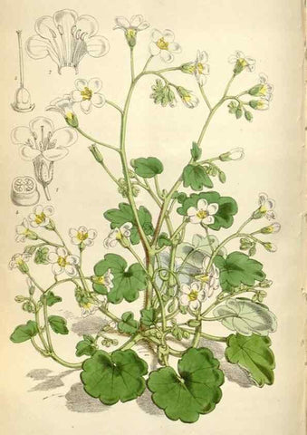 Reproducción/Reproduction 35235383466: Curtis's botanical magazine.. London ; New York [etc.] :Academic Press [etc.]