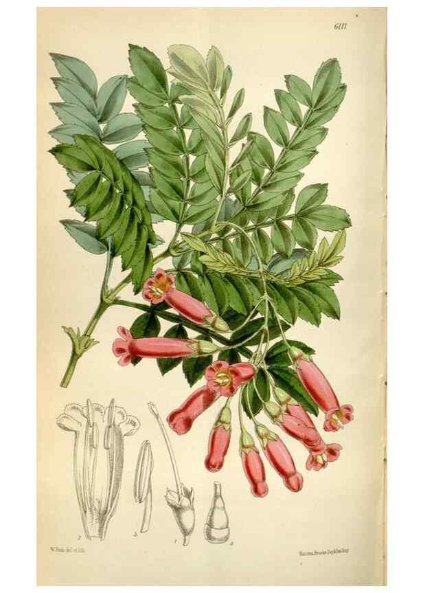 Reproducción/Reproduction 35235387356: Curtis's botanical magazine.. London ; New York [etc.] :Academic Press [etc.]