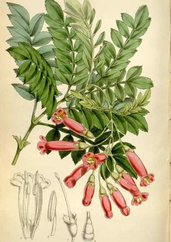 Reproducción/Reproduction 35235387356: Curtis's botanical magazine.. London ; New York [etc.] :Academic Press [etc.]