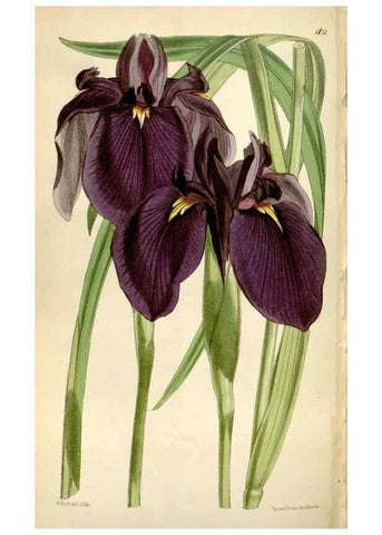 Reproducción/Reproduction 35109357522: Curtis's botanical magazine.. London ; New York [etc.] :Academic Press [etc.]