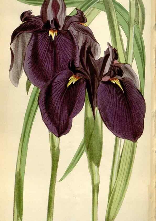 Reproducción/Reproduction 35109357522: Curtis's botanical magazine.. London ; New York [etc.] :Academic Press [etc.]